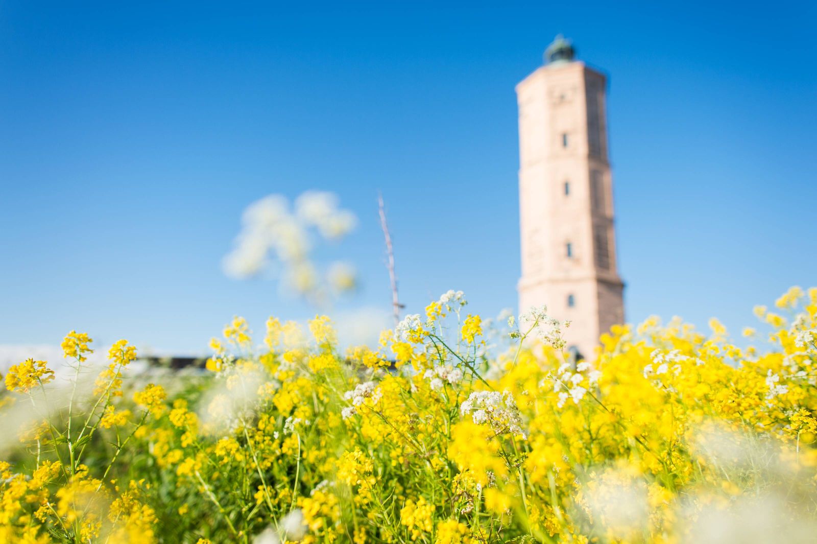 En äng med blommor och en fyr